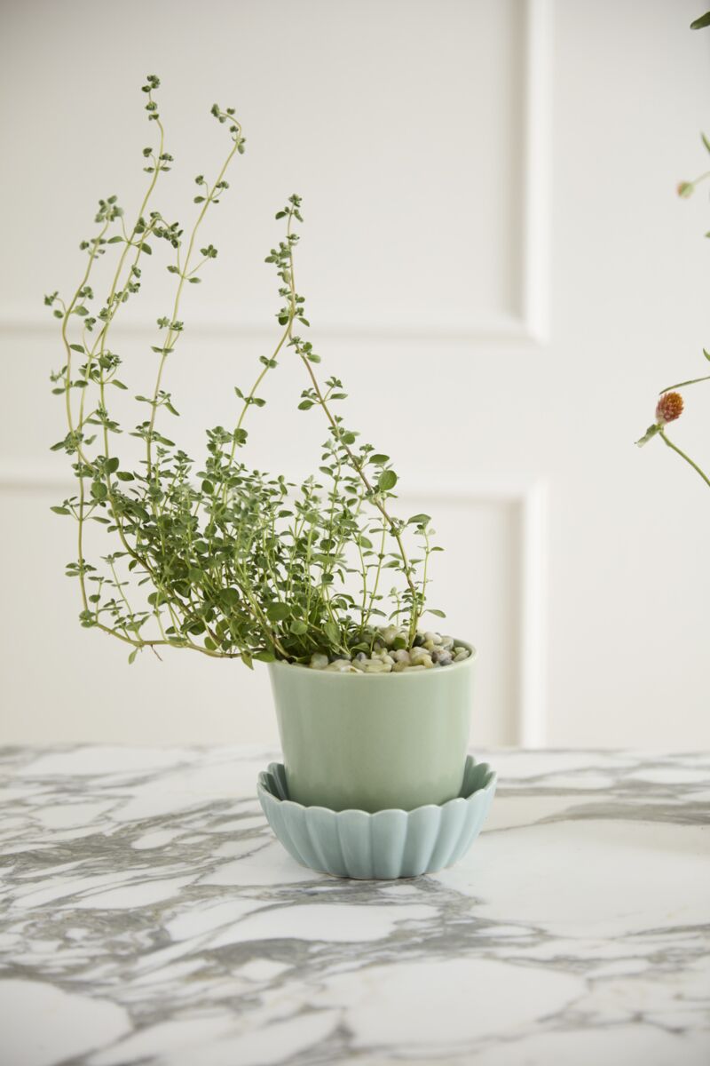 Plants + Gardening – The Blue Daisy Floral Designs