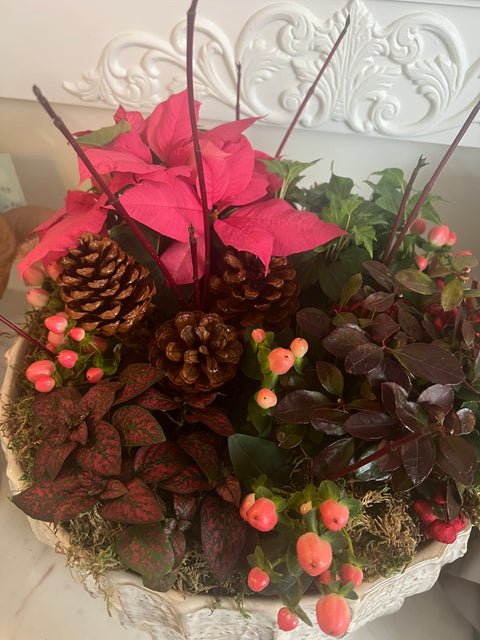 December Bulb Garden Workshop: A Living Holiday Arrangement
