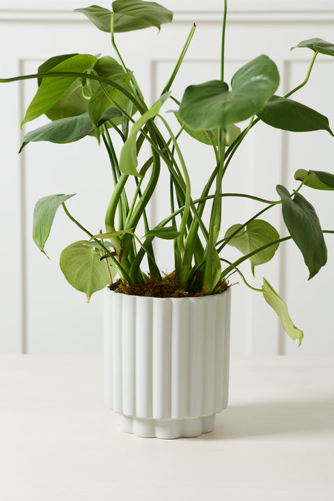 Carmen Pot