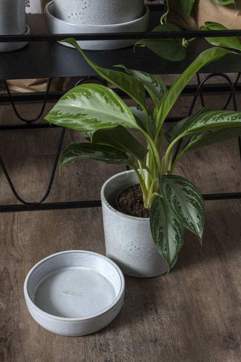 Watson Pot with saucer