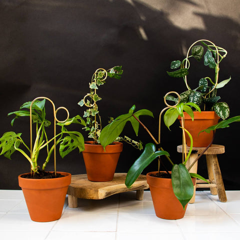 Mini Plant Stake