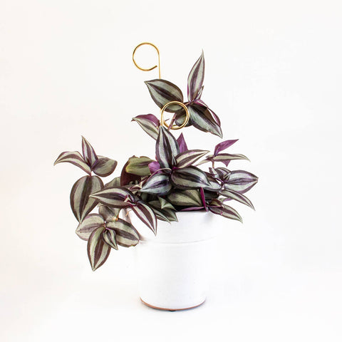 Mini Plant Stake