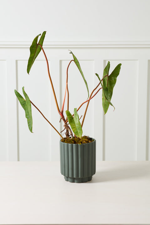 Carmen Pot